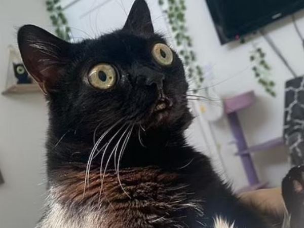 Черная лупоглазая кошка стала мэром города Хэлл в США (ФОТО)